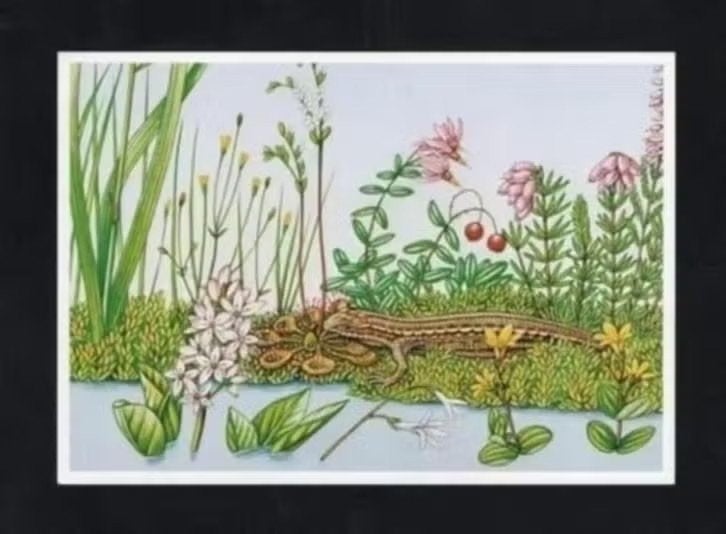 Levendbarende Hagedis Reptiel Natuur, Erno Tromp., Ophalen of Verzenden, 1980 tot heden, Ongelopen, Reptiel