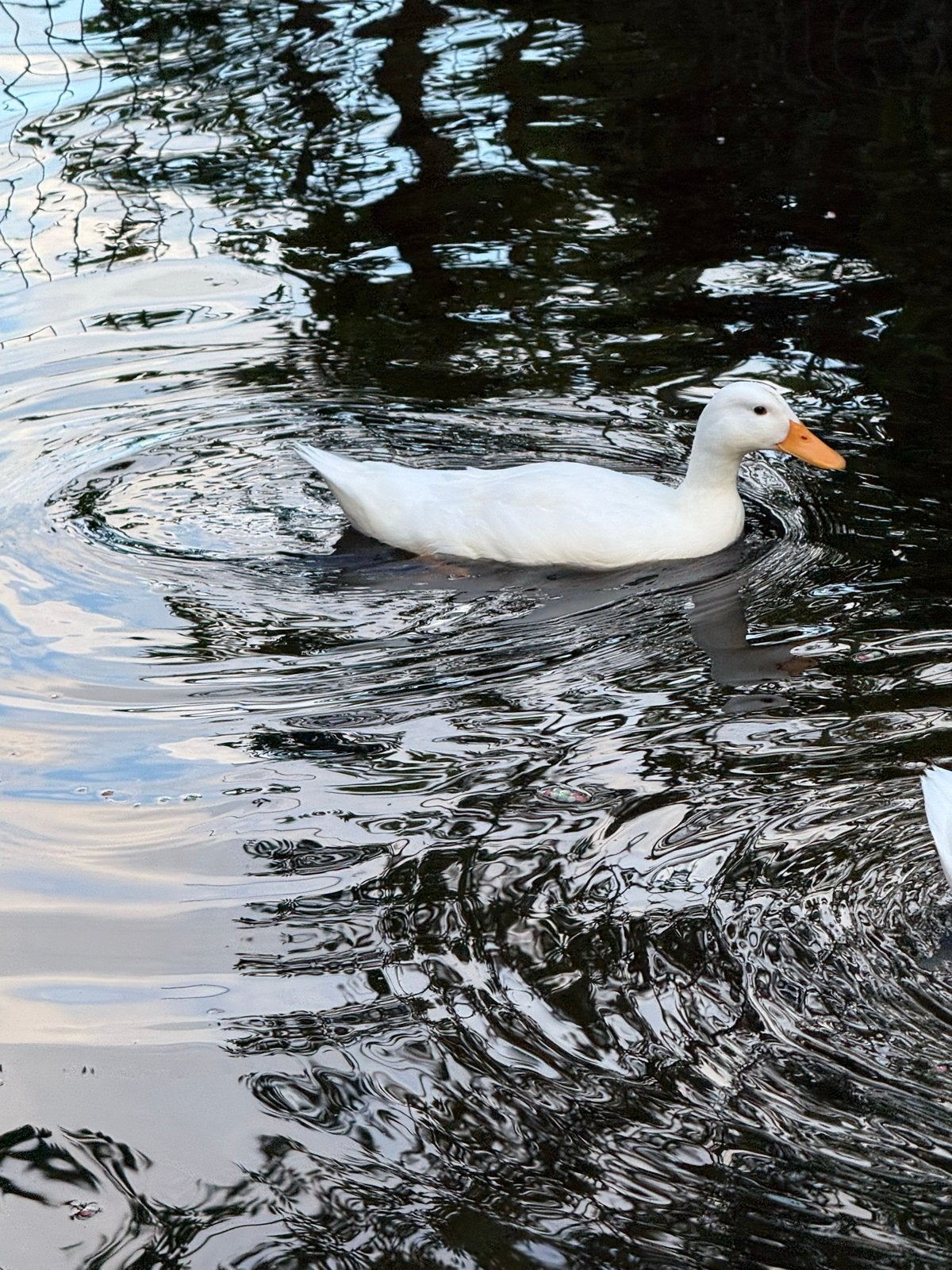 jonge loopeenden, Meerdere dieren
