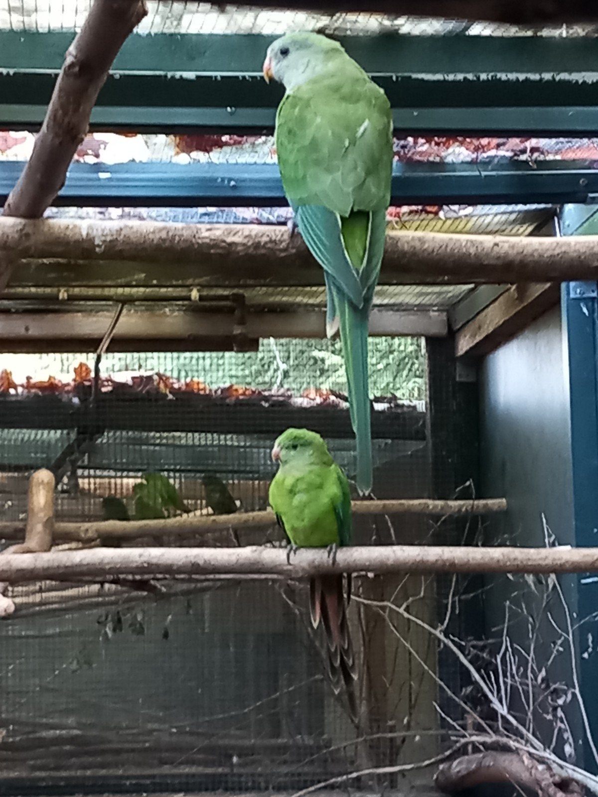 Tek: Barrabands koppel man en pop 2026