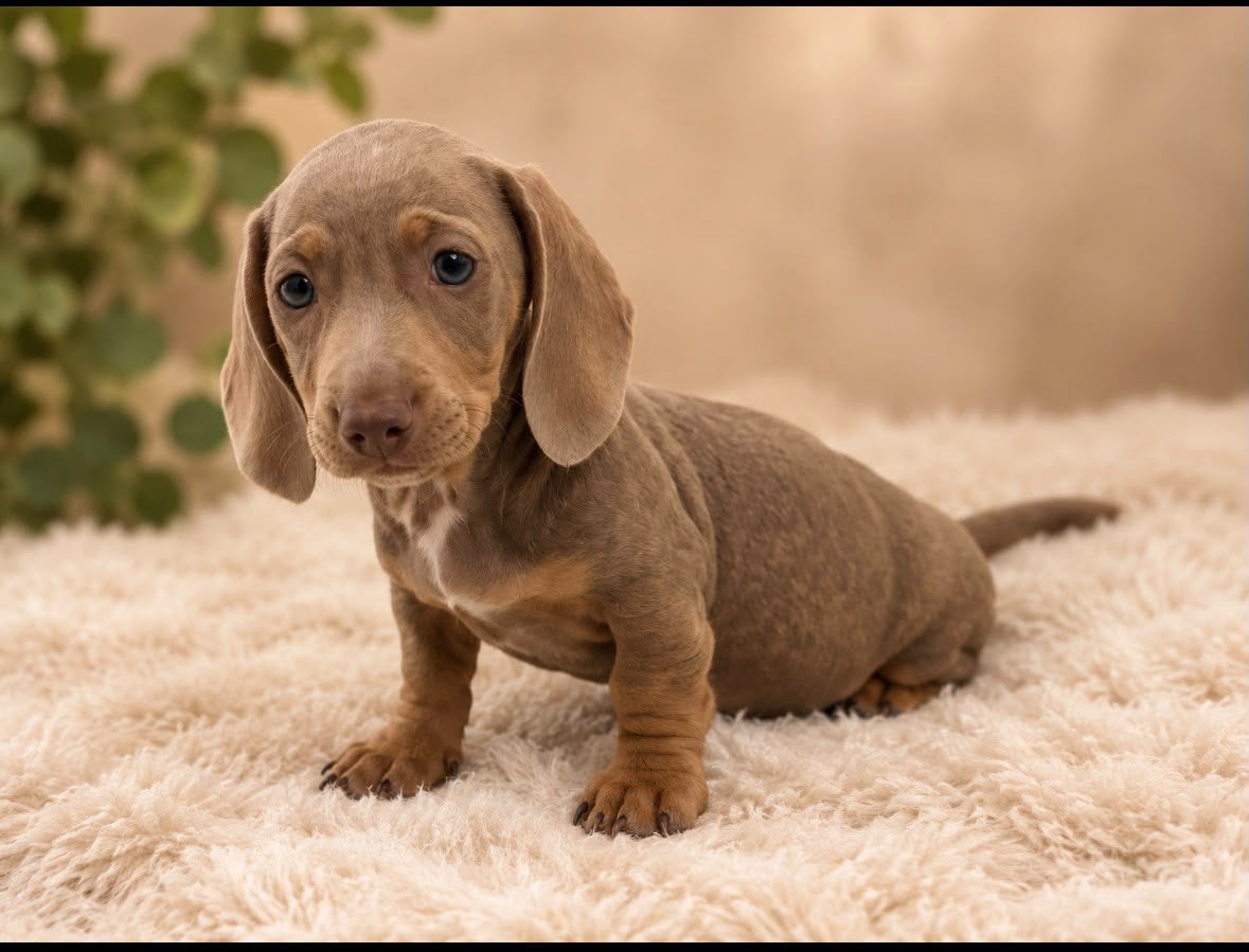 Teckel puppy's laatste reutje, Dieren en Toebehoren, 8 tot 15 weken, Korthaar, Meerdere, Meerdere dieren