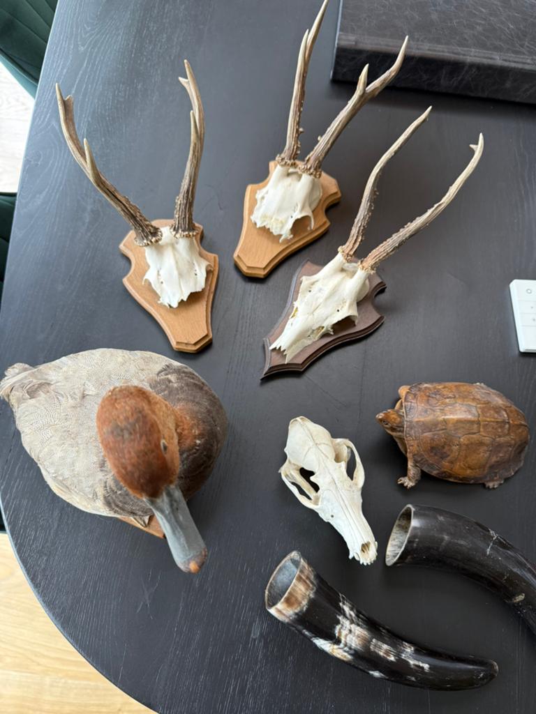 Diverse opgezette dieren - Alles voor maar €50, Verzamelen, Ophalen, Zo goed als nieuw, Wild dier, Opgezet dier
