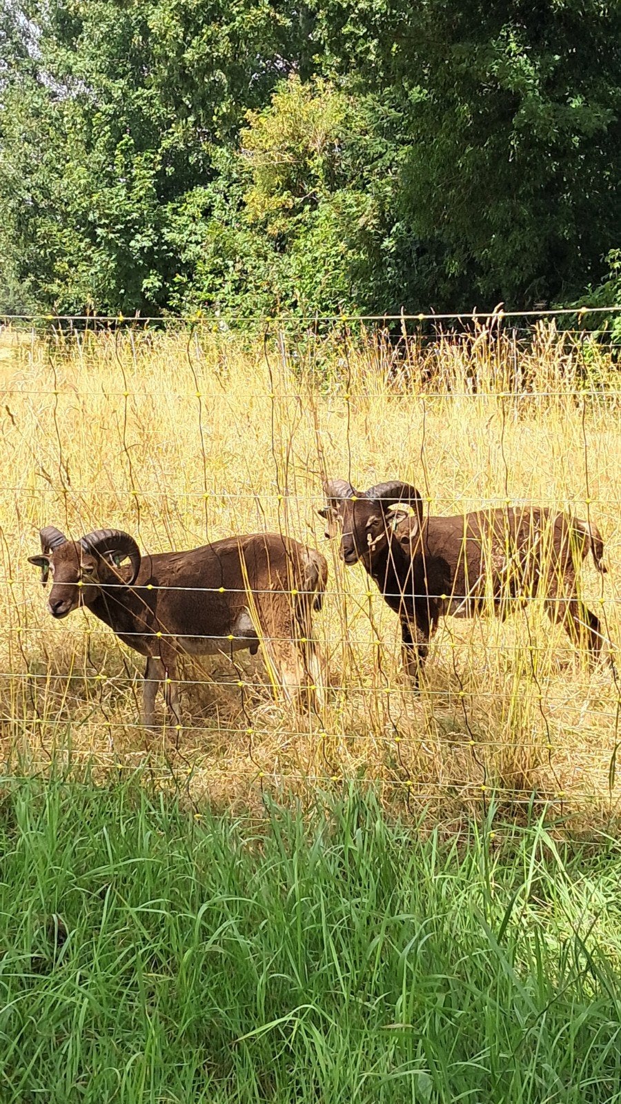 Te koop 2 Castlemilk moorit rammen, Mannelijk, Schaap