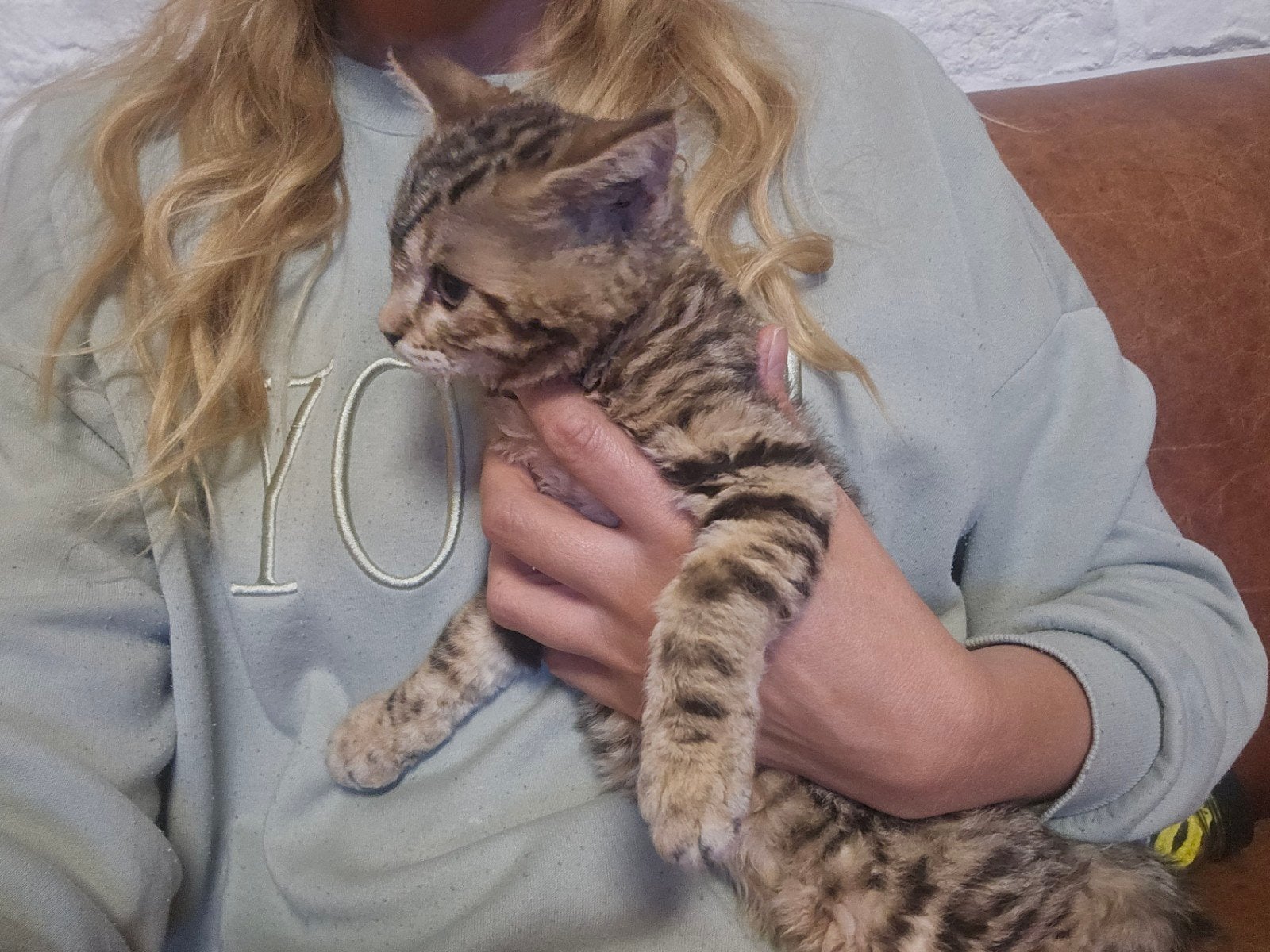 Rex Poesje en katertje kittens compleet gevaccineerd gechipt, Meerdere dieren, Kortharig, 0 tot 2 jaar