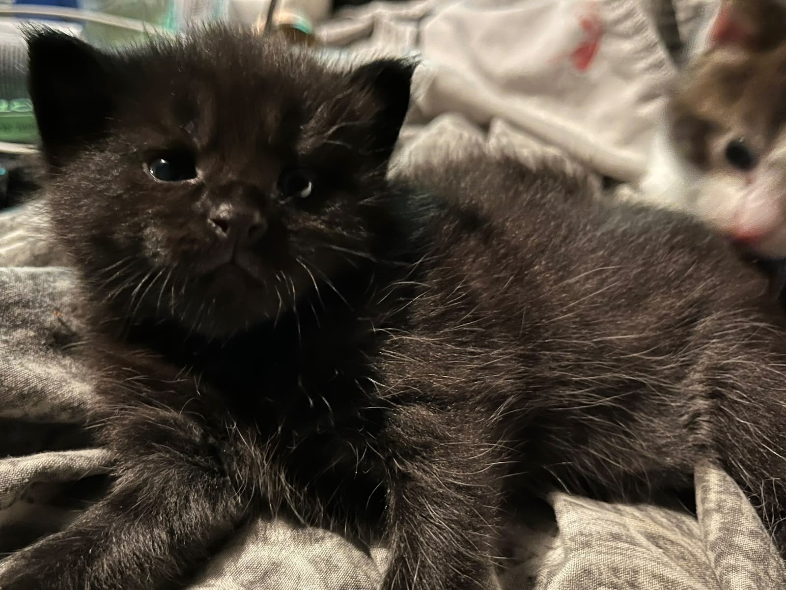 Kruising Maine Coon kittens, Dieren en Toebehoren, Katten en Kittens | Raskatten | Langhaar, Meerdere dieren, Ontwormd
