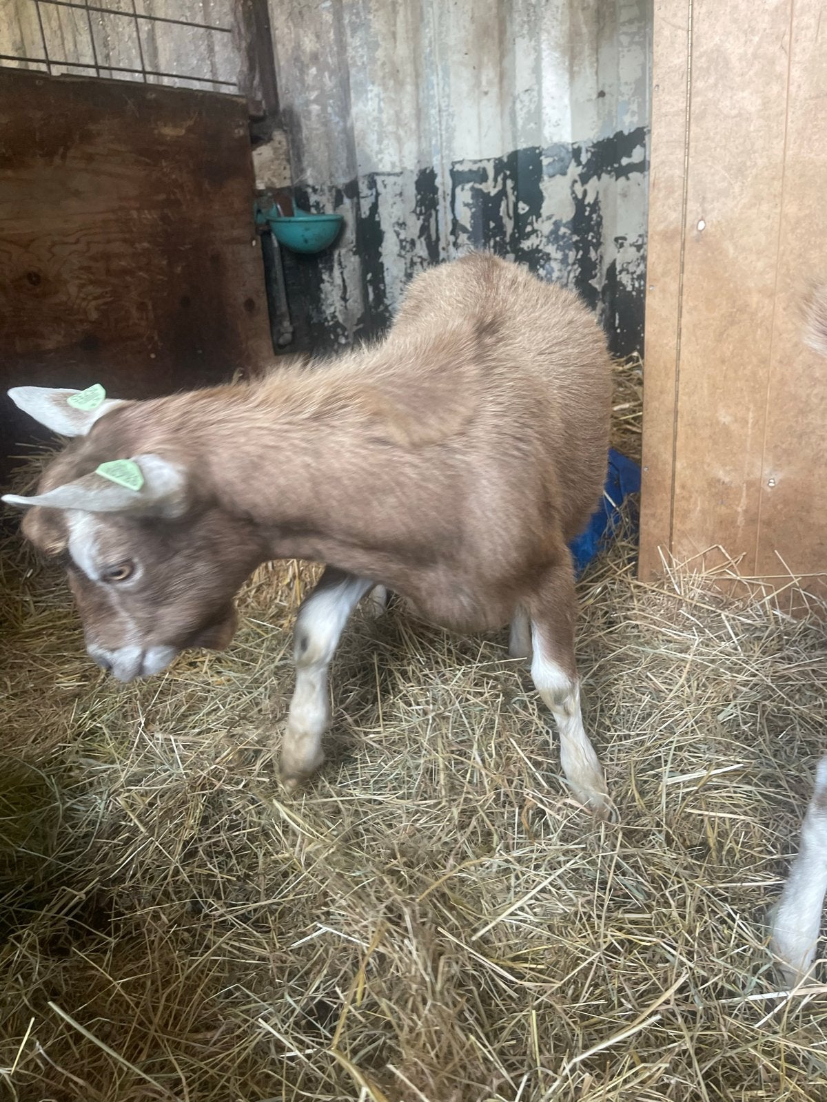 Toggenburger Bokjes geitjes half jaar oud, Dieren en Toebehoren, Mannelijk, Geit