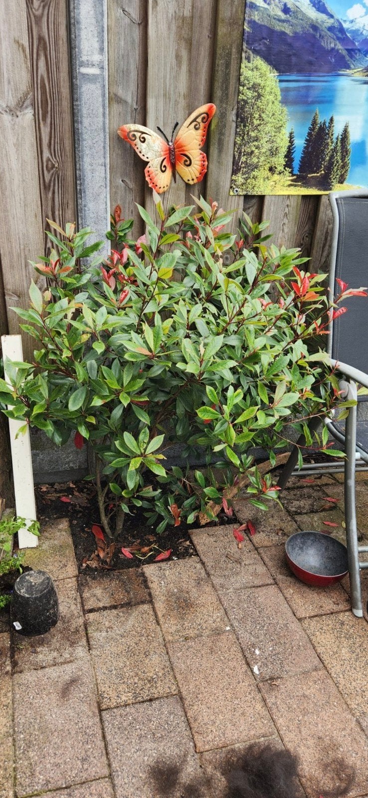 Gratis op te halen, Tuin en Terras, Planten | Tuinplanten, Ophalen, Overige soorten, Volle zon