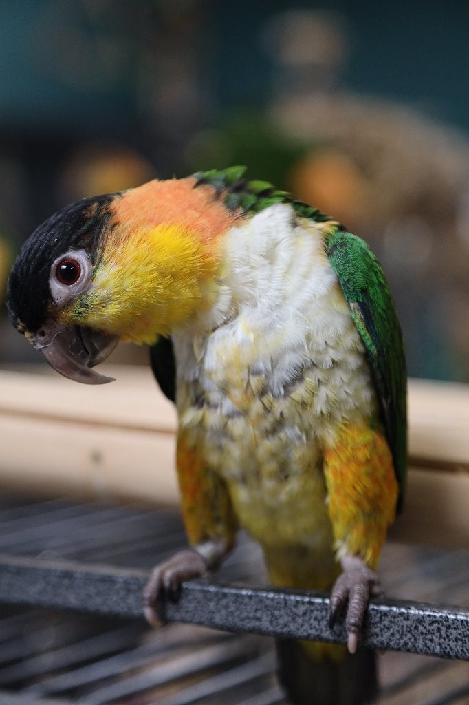 Jonge Baby Zwartkop Caique´s | getest | Speels | Handtam