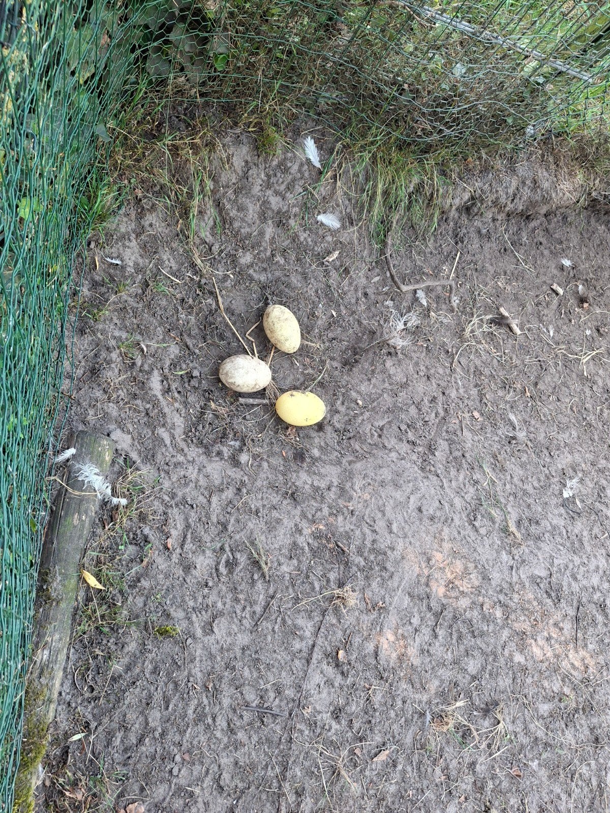 nandoe eieren, Geslacht onbekend, Kip