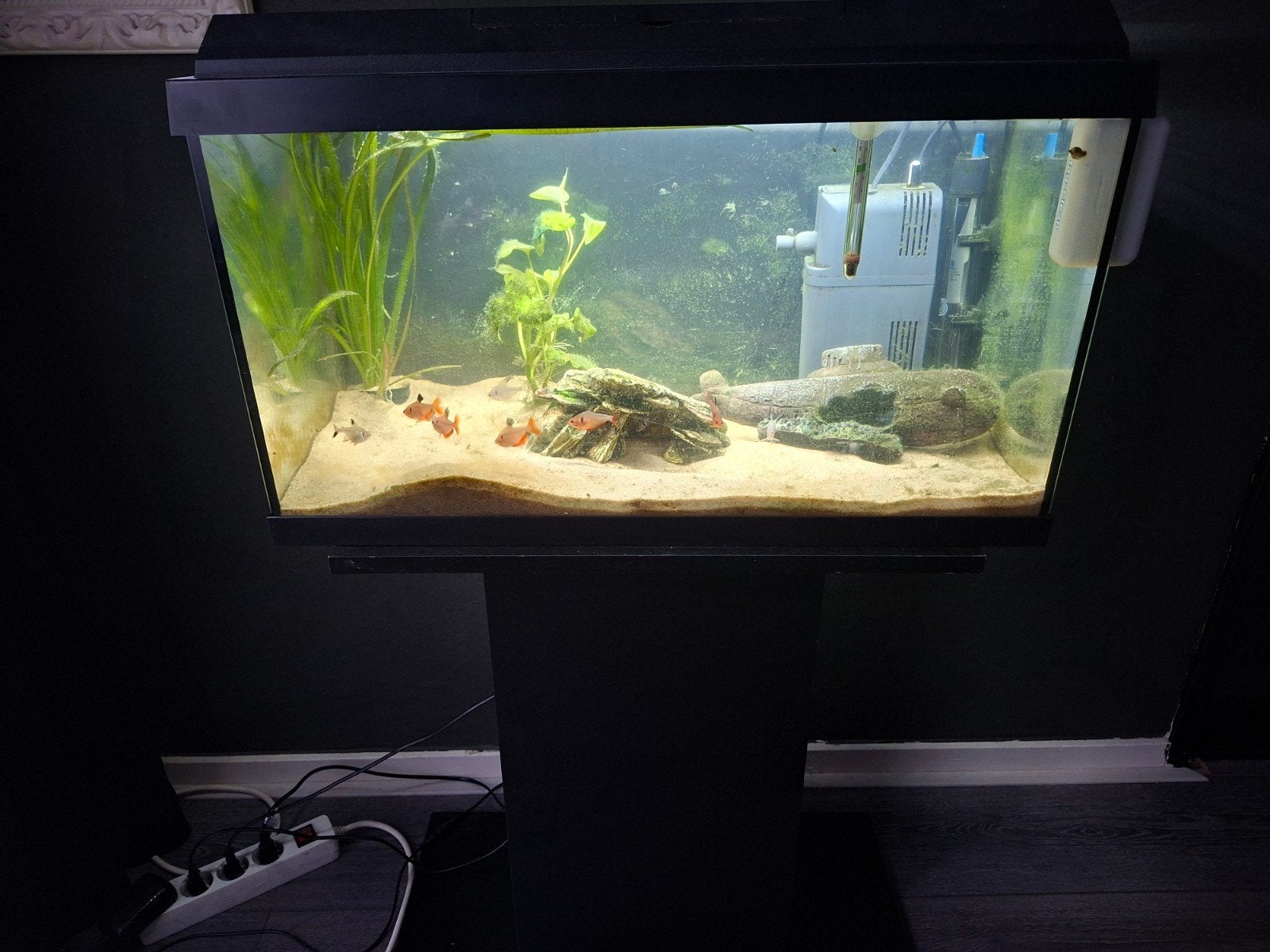Tekoop aquarium met vissen, Ophalen, Inclusief vissen, Zo goed als nieuw, Gevuld zoetwateraquarium