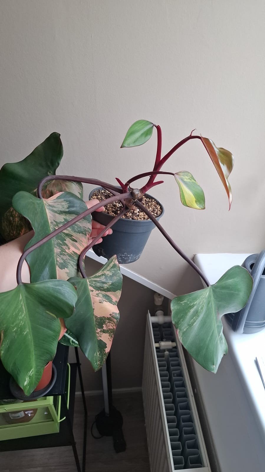 Philodendron Strawberry Shake, Huis en Inrichting, Kamerplanten, Ophalen of Verzenden, Halfschaduw, Minder dan 100 cm