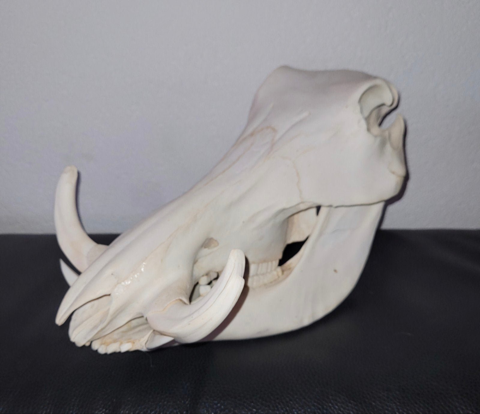 Schedel Afrikaans Wrattenzwijn Warhog skull Taxidermie, Ophalen of Verzenden, Wild dier, Schedel