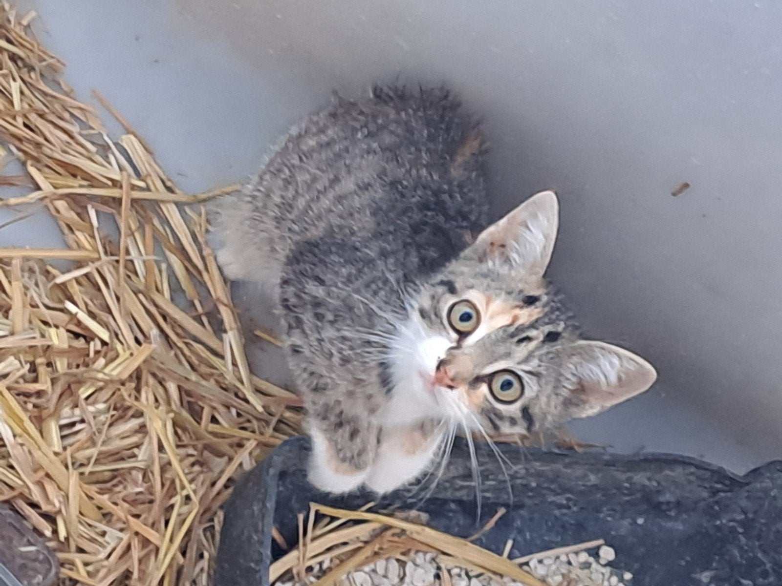 Jonge boerderij kittens, Meerdere dieren, Kortharig, 0 tot 2 jaar