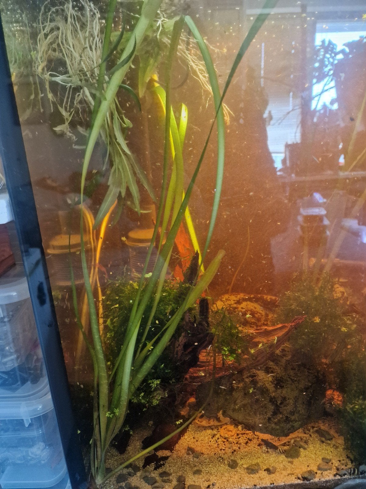Aquariumplanten en mos te koop, Ophalen, Nieuw, Plant(en), Steen of Hout