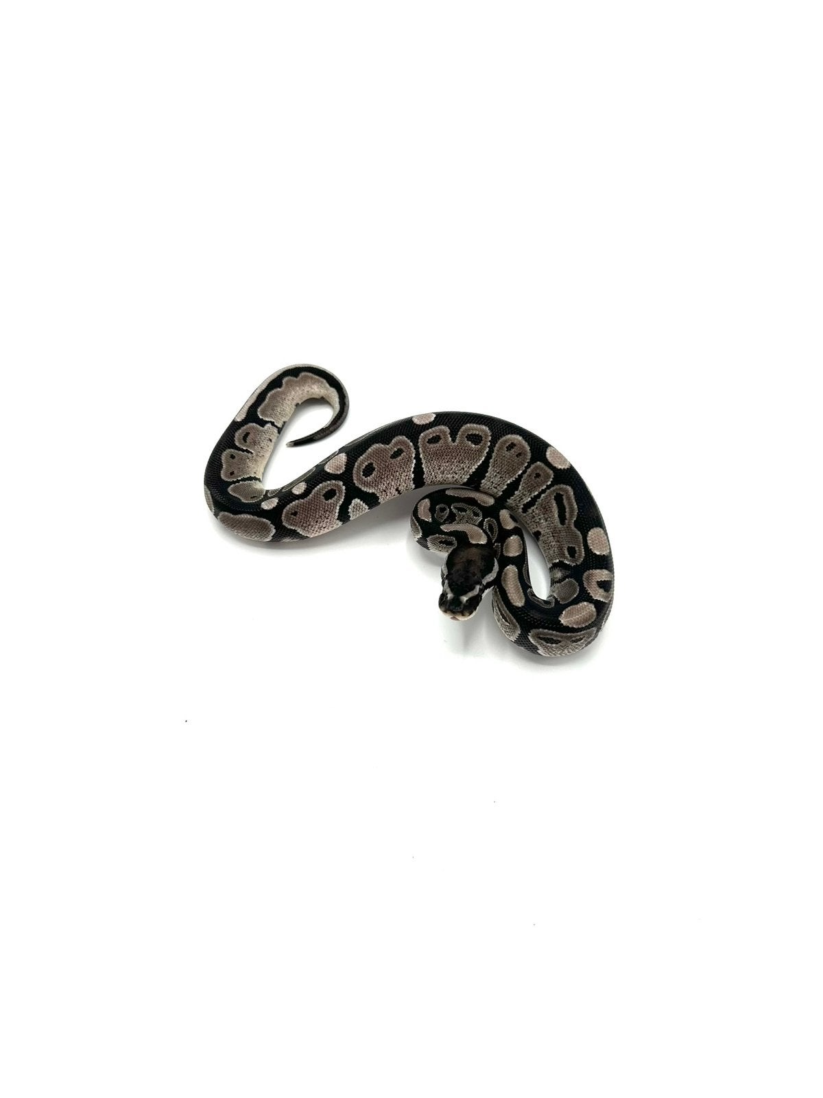 Diverse Python regius - koningspythons Ball Python photo 15