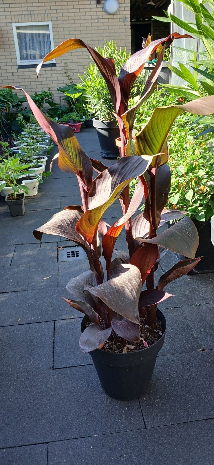 Canna Red Velvet - Tropische Schoonheid voor uw Tuin, Ophalen, Zomer, Overige soorten, Volle zon