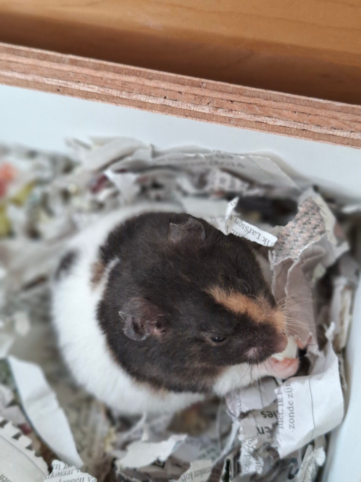 Lief nestje goudhamsters op komst, Hamster, Tam, Juli, Geslacht onbekend