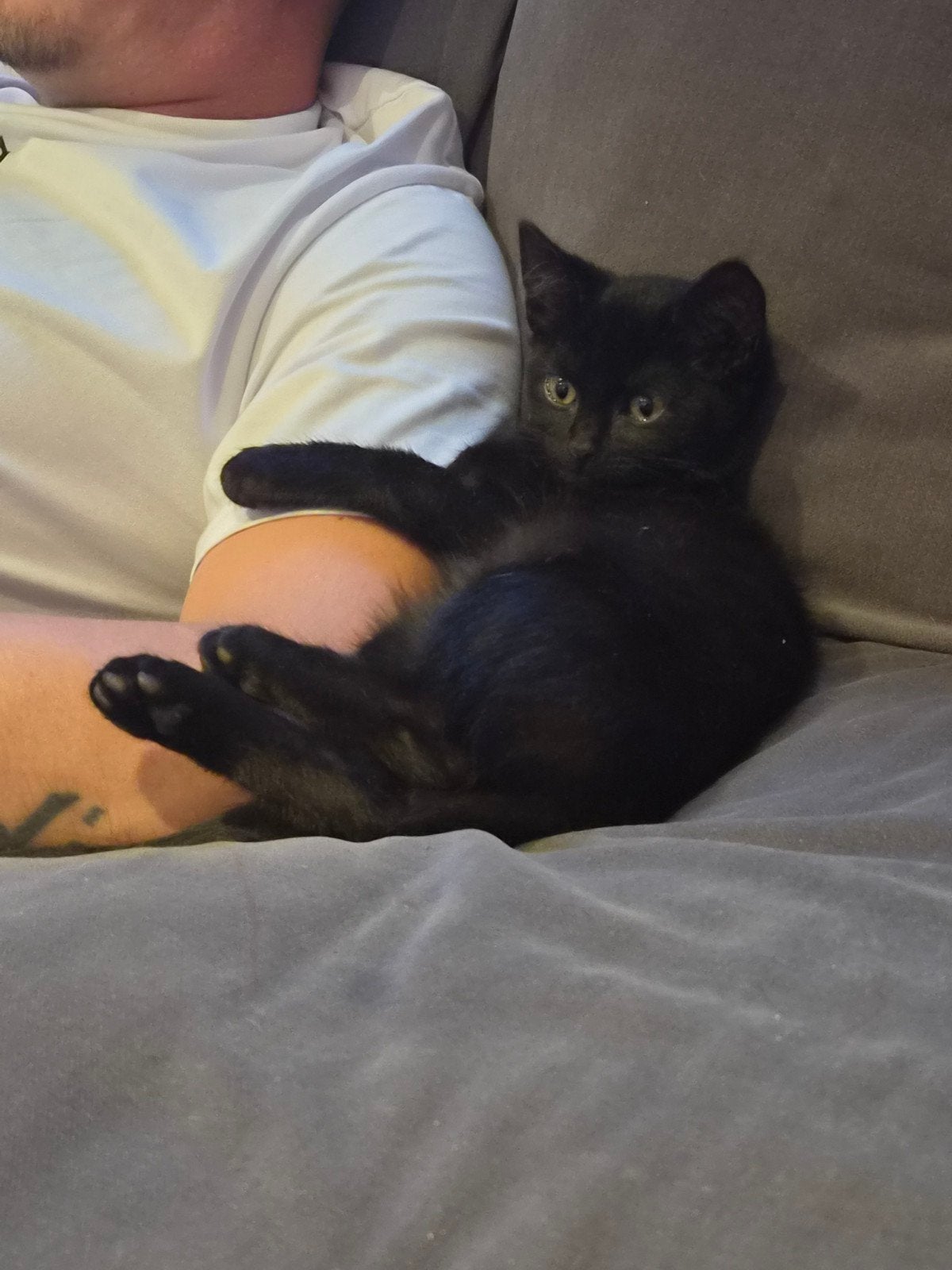 super lieve kitten!, Dieren en Toebehoren, Katten en Kittens | Overige Katten, Poes, Kortharig, 0 tot 2 jaar