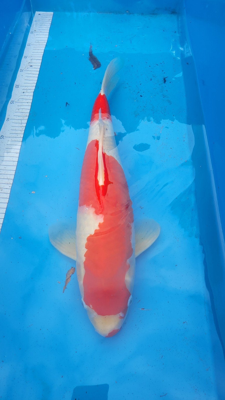 kohaku SFF 55cm, Dieren en Toebehoren, Karper of Koi