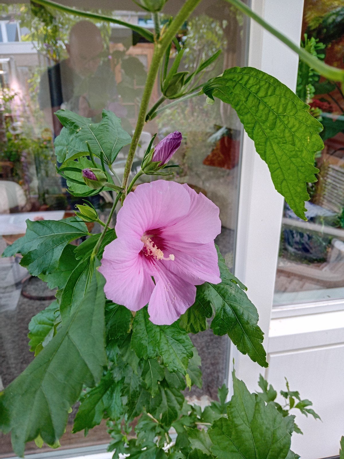 hibiscus rose, winterhard, nu ong 150cm, Ophalen of Verzenden, Overige soorten, Minder dan 100 cm