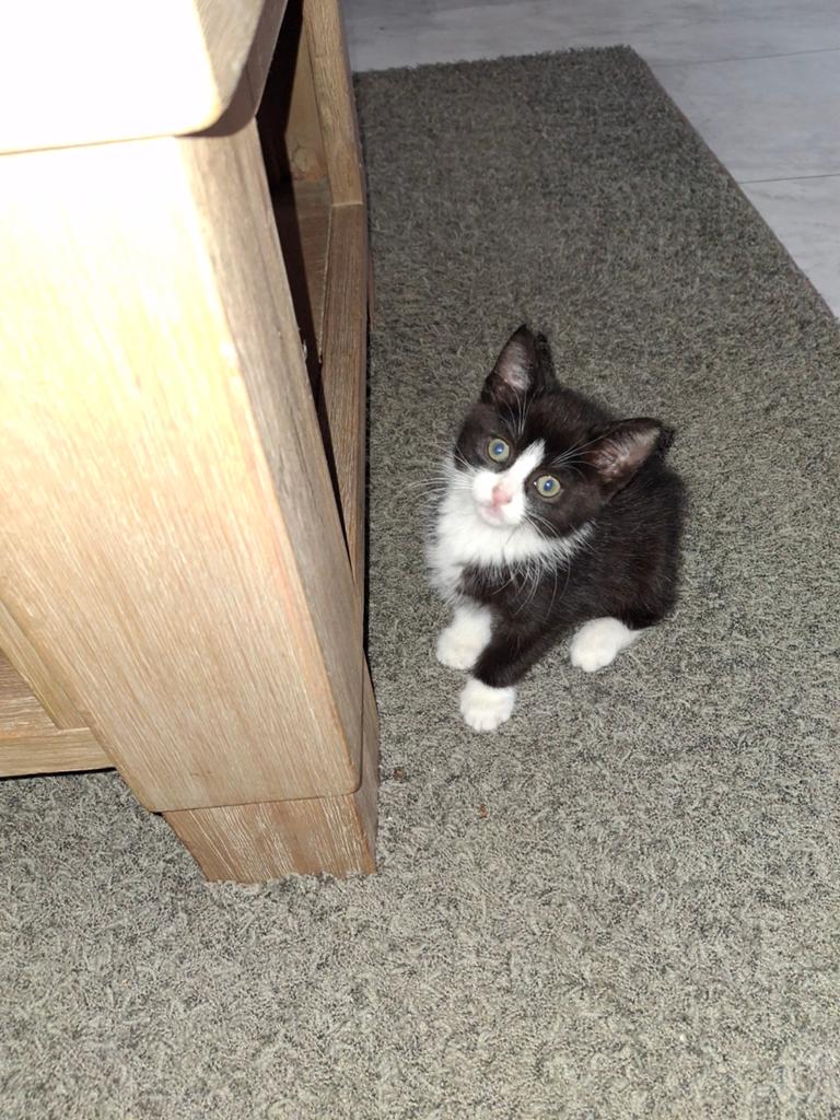 zwart-wit Mine coon x Europees kort haar kitten poesje, Poes, Ontwormd, 0 tot 2 jaar