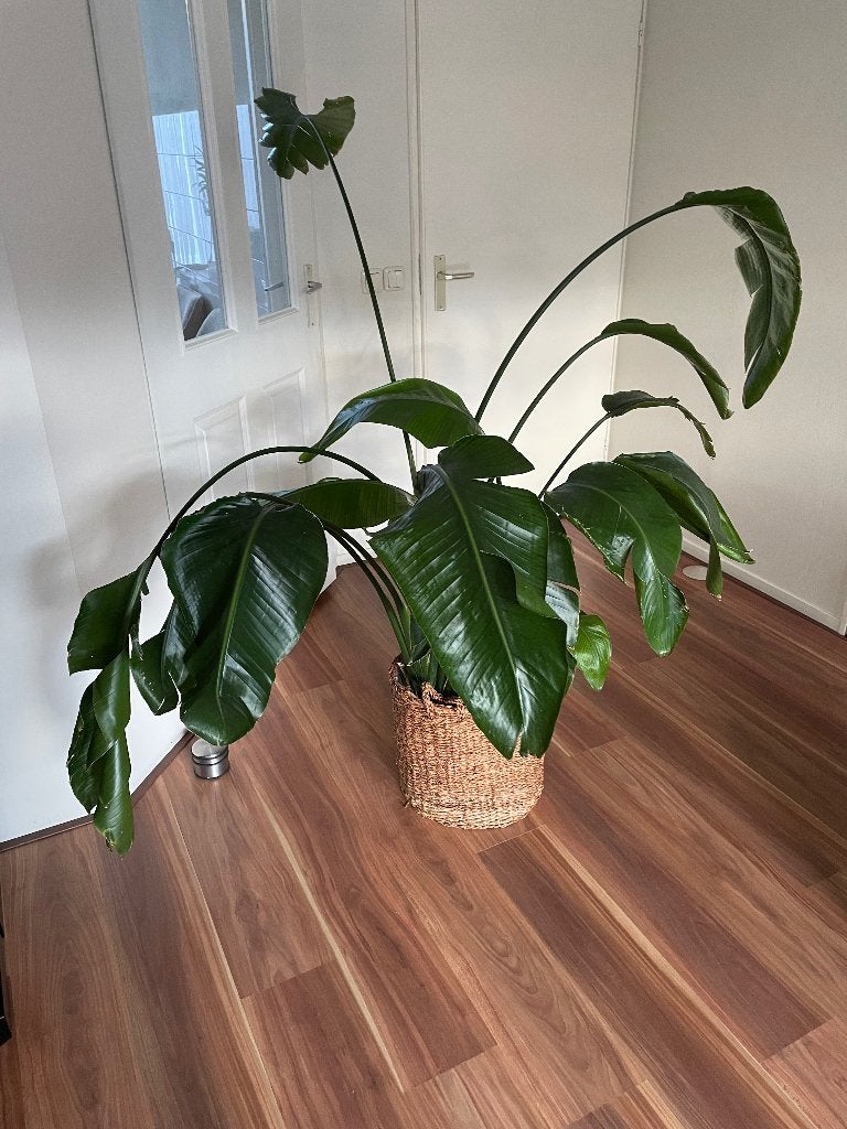 Grote (xl) Strelitzia Nicolai (Paradijsvogelplant), Huis en Inrichting, Kamerplanten, Ophalen, Halfschaduw, 200 cm of meer