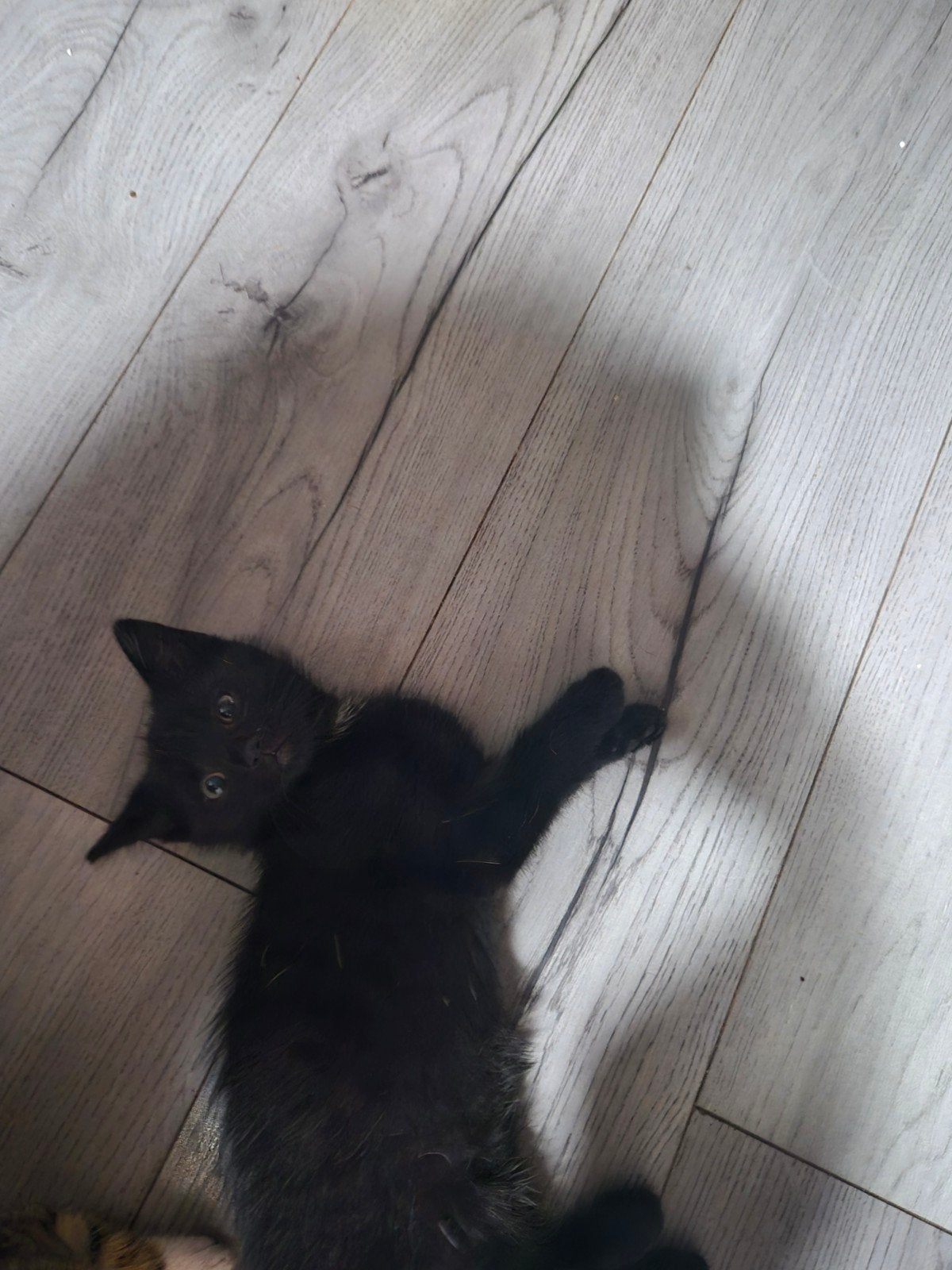 Kittens 10 weken, Kater