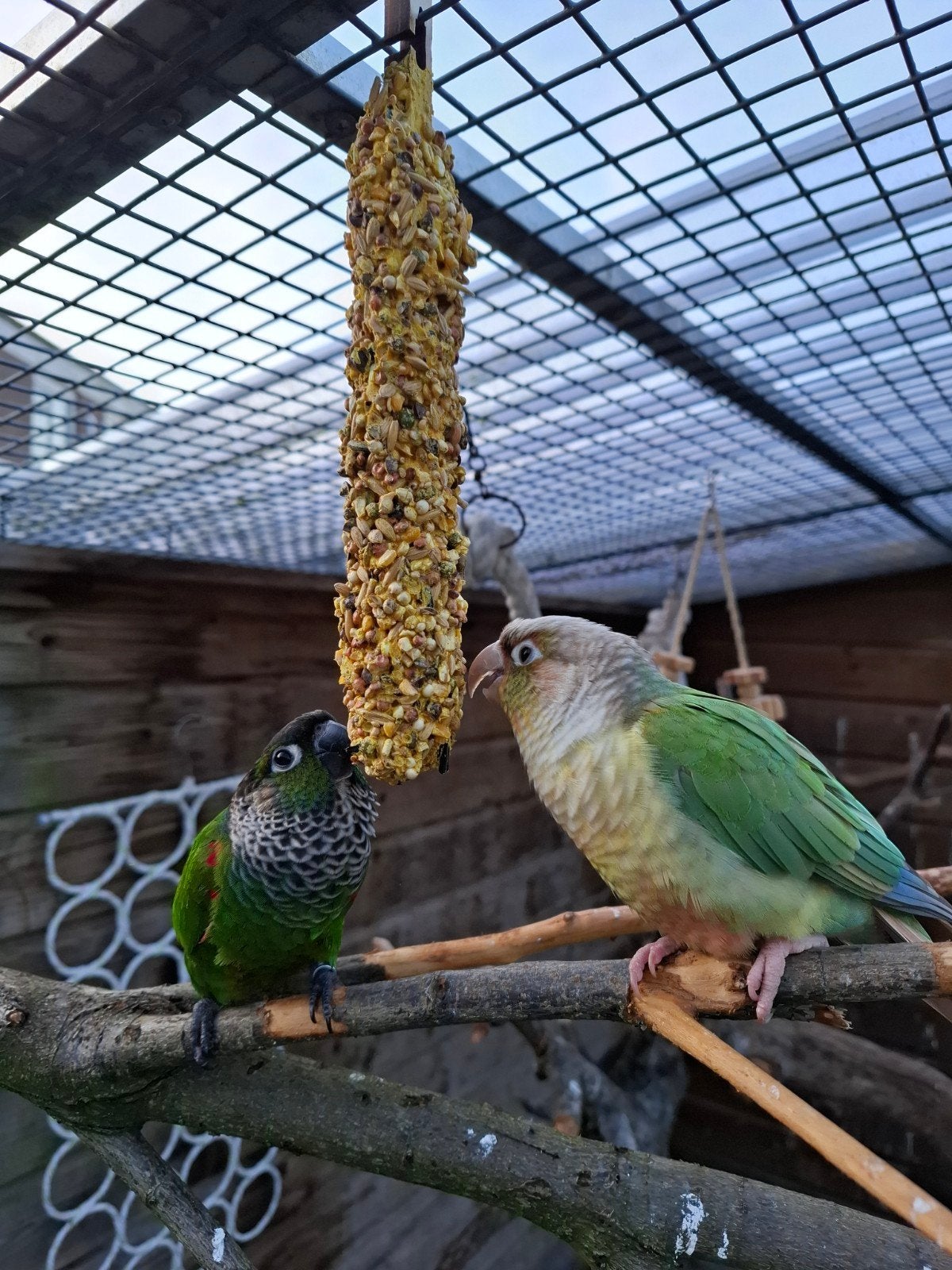 Te koop 2x Phyrurra uit buiten voliere!, Dieren en Toebehoren, Geslacht onbekend, Parkiet