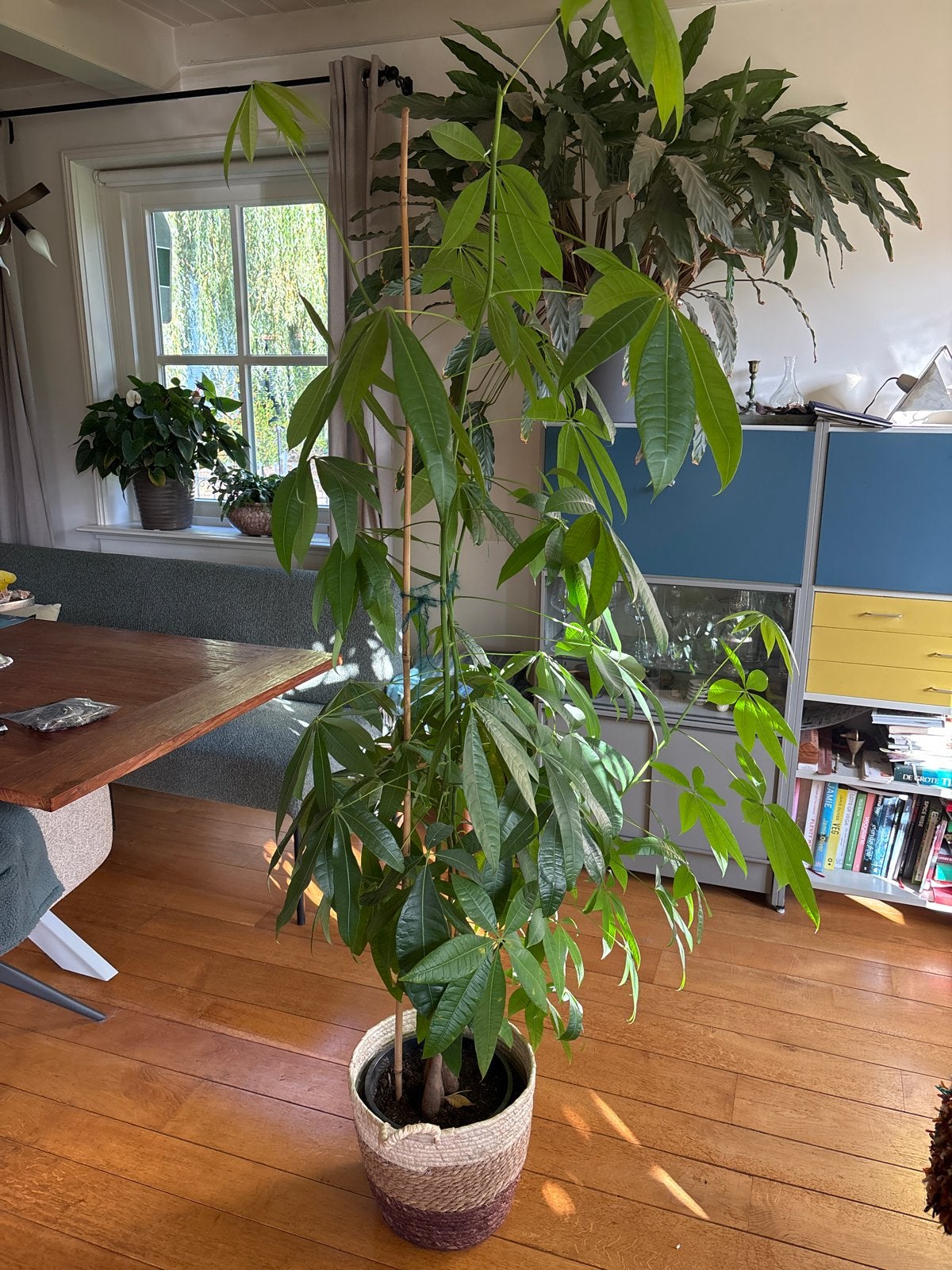 Grote Pachira Aquatica (Geldboom) in rieten mand, Huis en Inrichting, Ophalen, Overige soorten, Halfschaduw, In pot