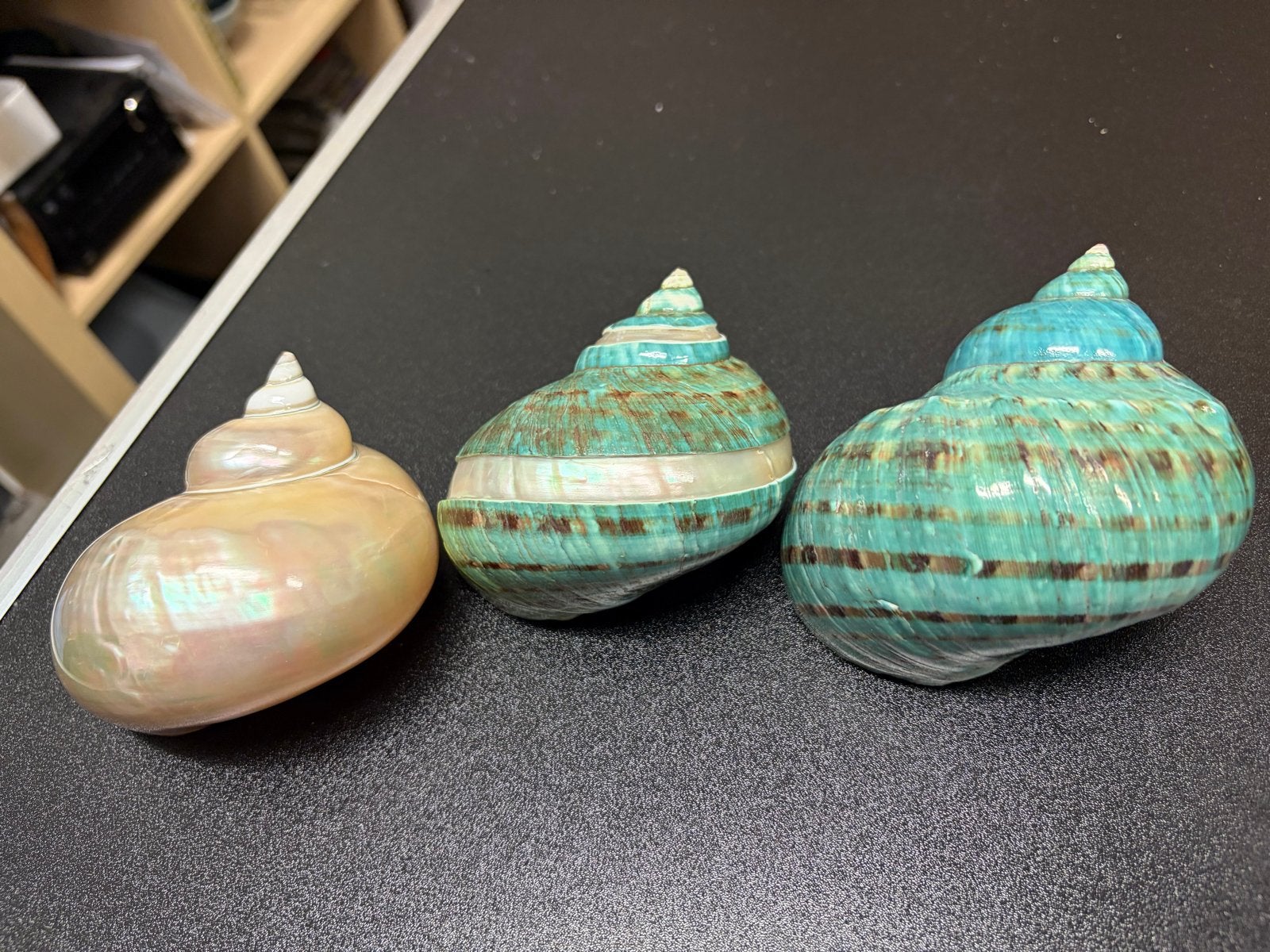 Set van 3 decoratieve schelpen, 9cm turbo marmoratus, Verzamelen, Ophalen of Verzenden, Zo goed als nieuw