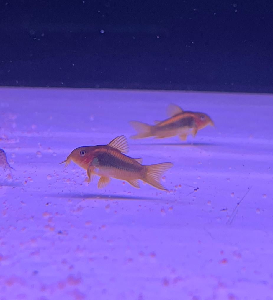 Gold laser corydoras, Vis
