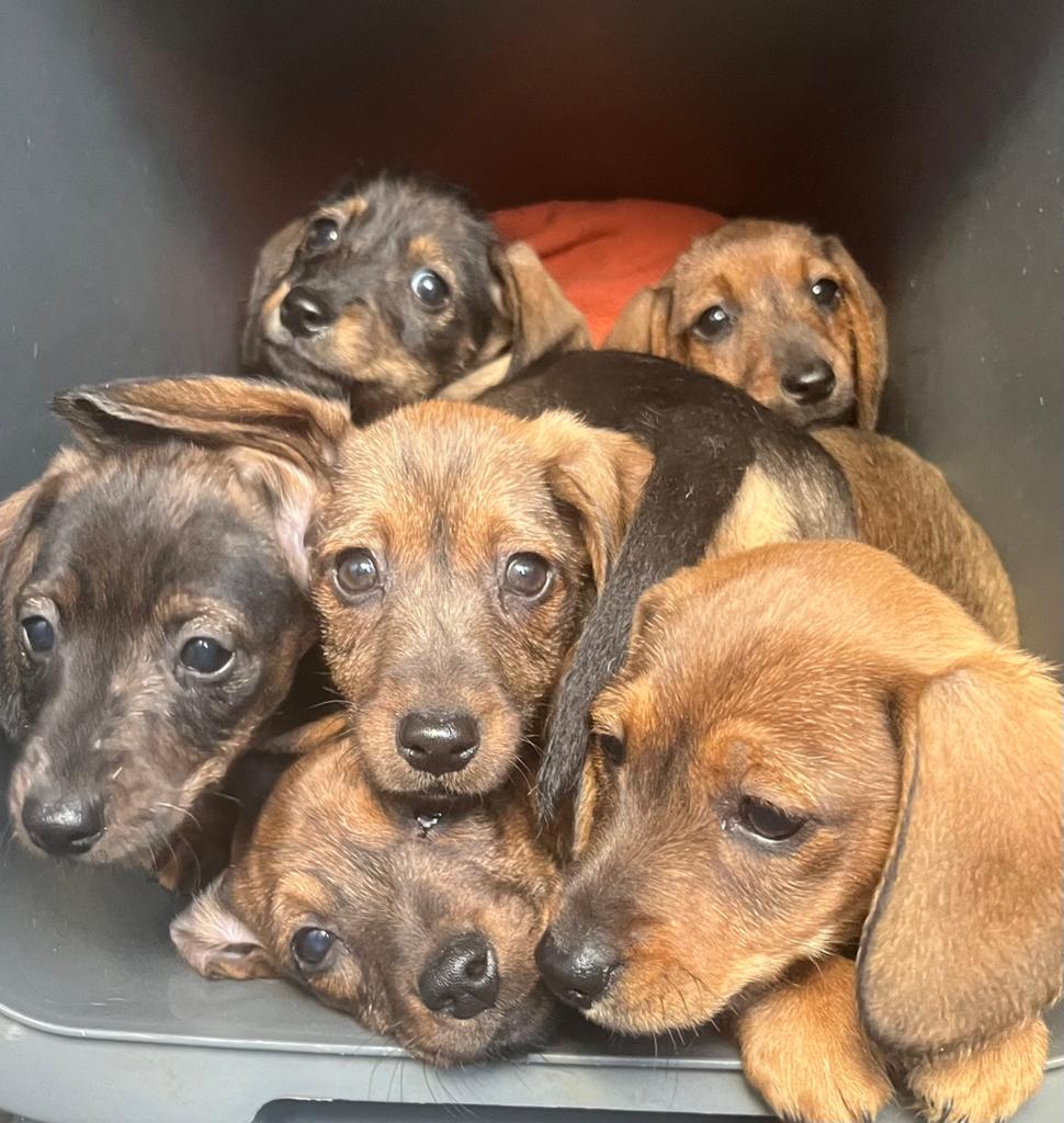 Prachtige Teckel pups op zoek naar een 5 sterren huisje…, Parvo, Overige rassen, 8 tot 15 weken, Meerdere