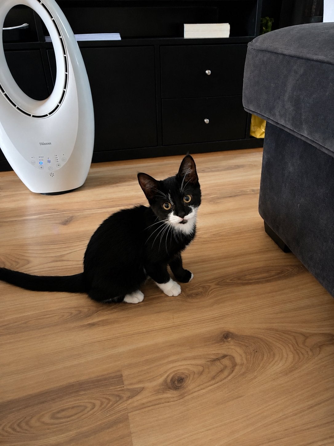 Kitten, Poes