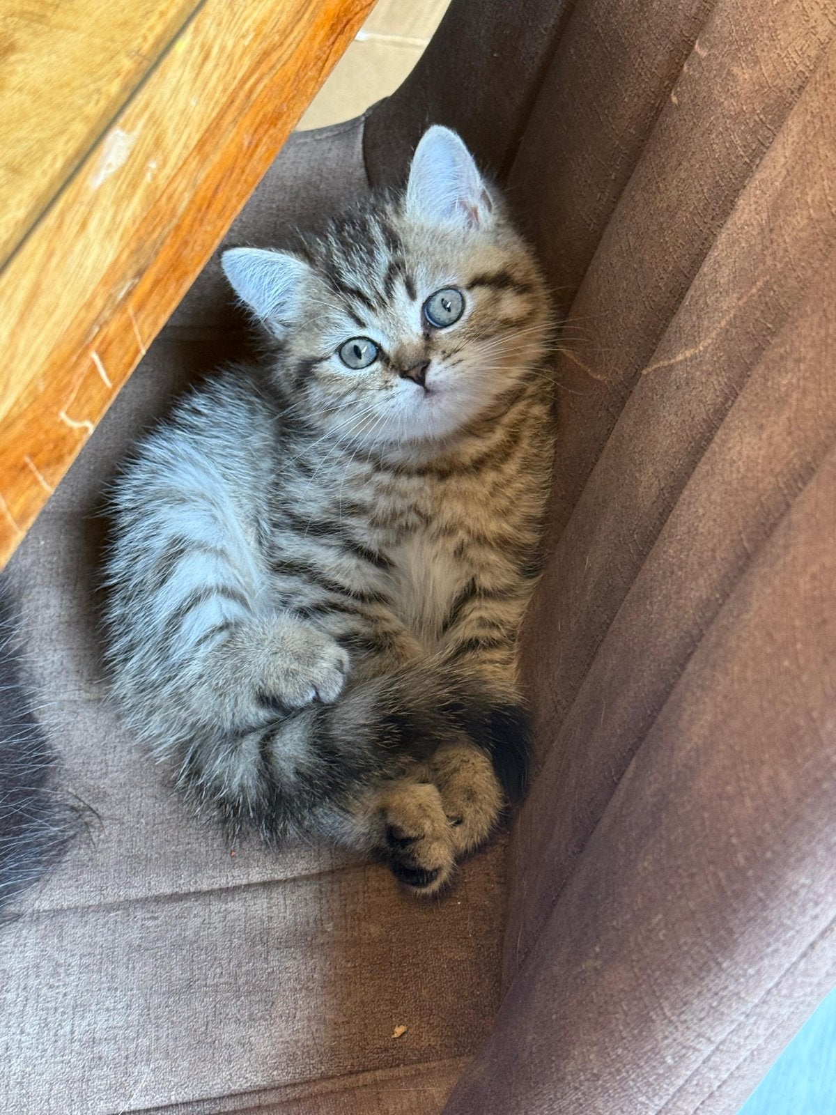 Prachtig Ragdoll Britse Korthaar poesje zoekt gouden mandje!, Poes, Kortharig, 0 tot 2 jaar