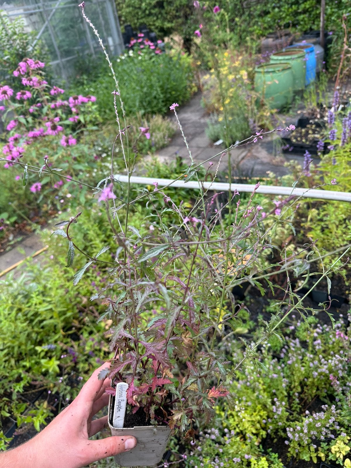 Verbena officinalis ‘Bampton’, Tuin en Terras, Planten | Tuinplanten, Ophalen, Overige soorten, Halfschaduw