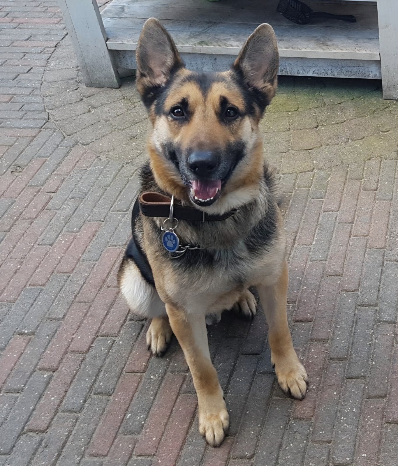 GEZOCHT: Hollandse Herder, Mechelse Herder of kruising., 8 tot 15 weken, Geslacht onbekend, Eén hond, Herder