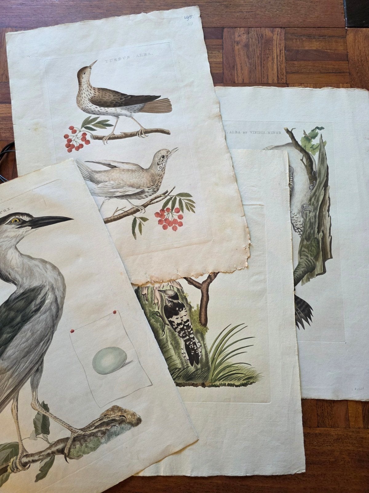 4 originele vogelplaten van Sepp & Nozeman, Ophalen of Verzenden, Sepp & Nozeman