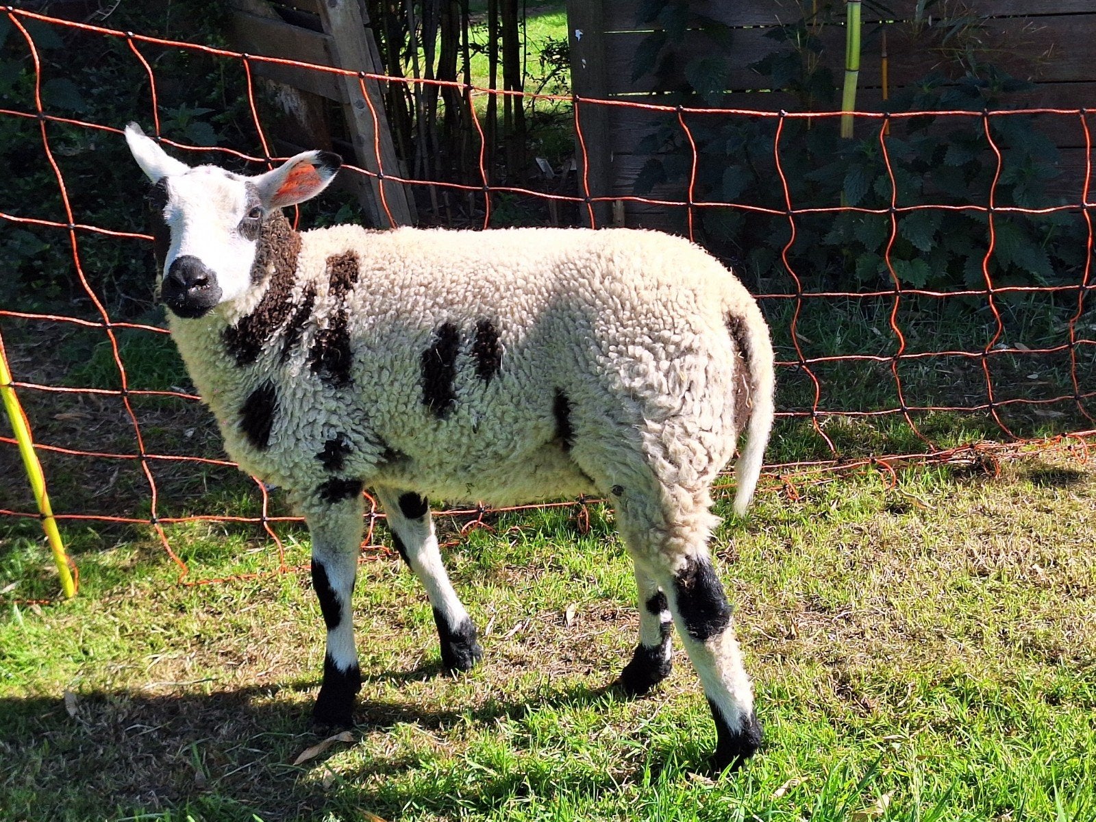 Te koop bont ooilam, Dieren en Toebehoren, Vrouwelijk, Schaap, 0 tot 2 jaar