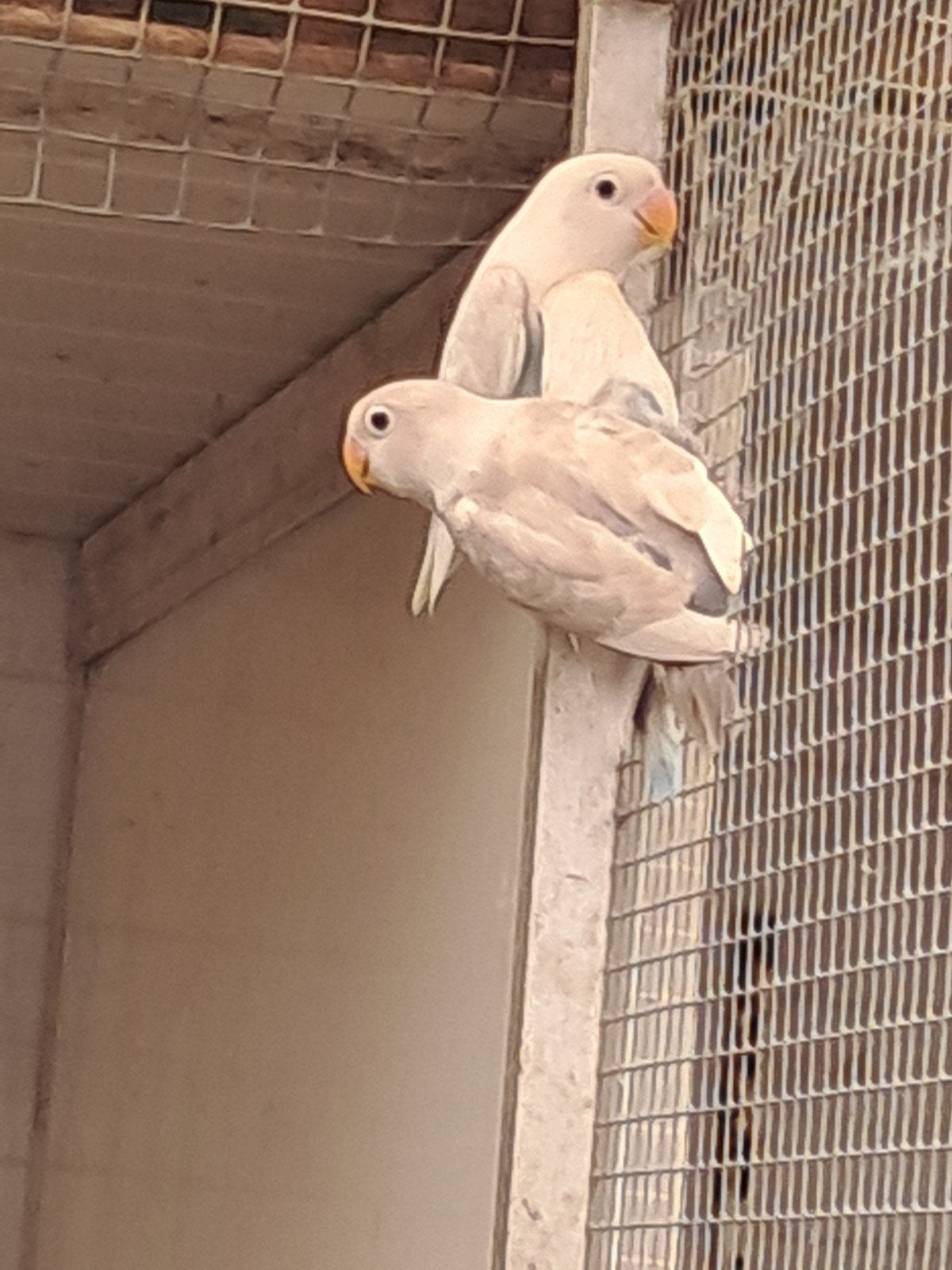 Jonge agapornissen, Dieren en Toebehoren, Geslacht onbekend, Dwergpapegaai of Agapornis