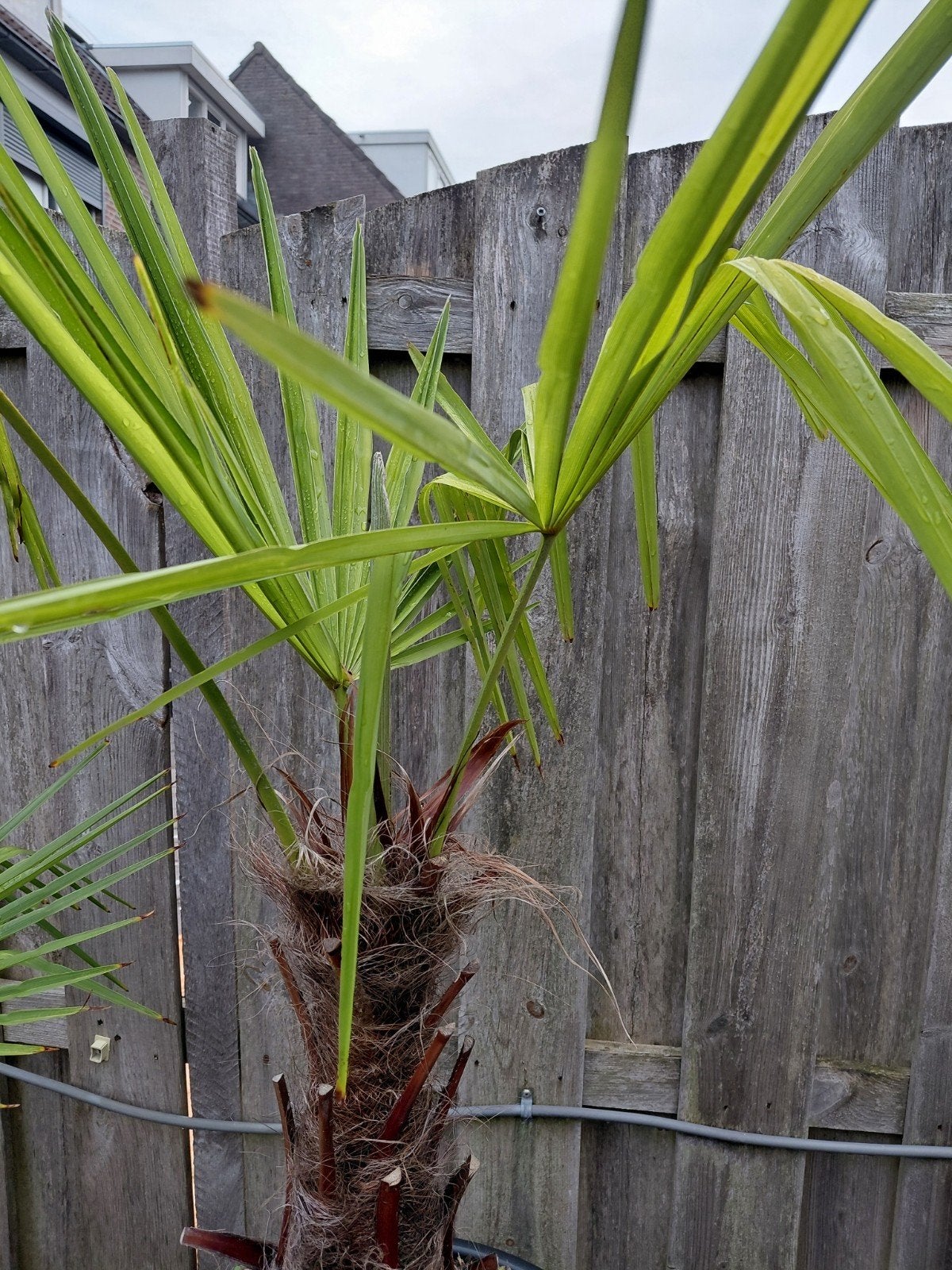 tekoop palm komt al nieuwen aan bieden van af 20 euro, Tuin en Terras, 100 tot 250 cm, Zomer, Palmboom, Ophalen