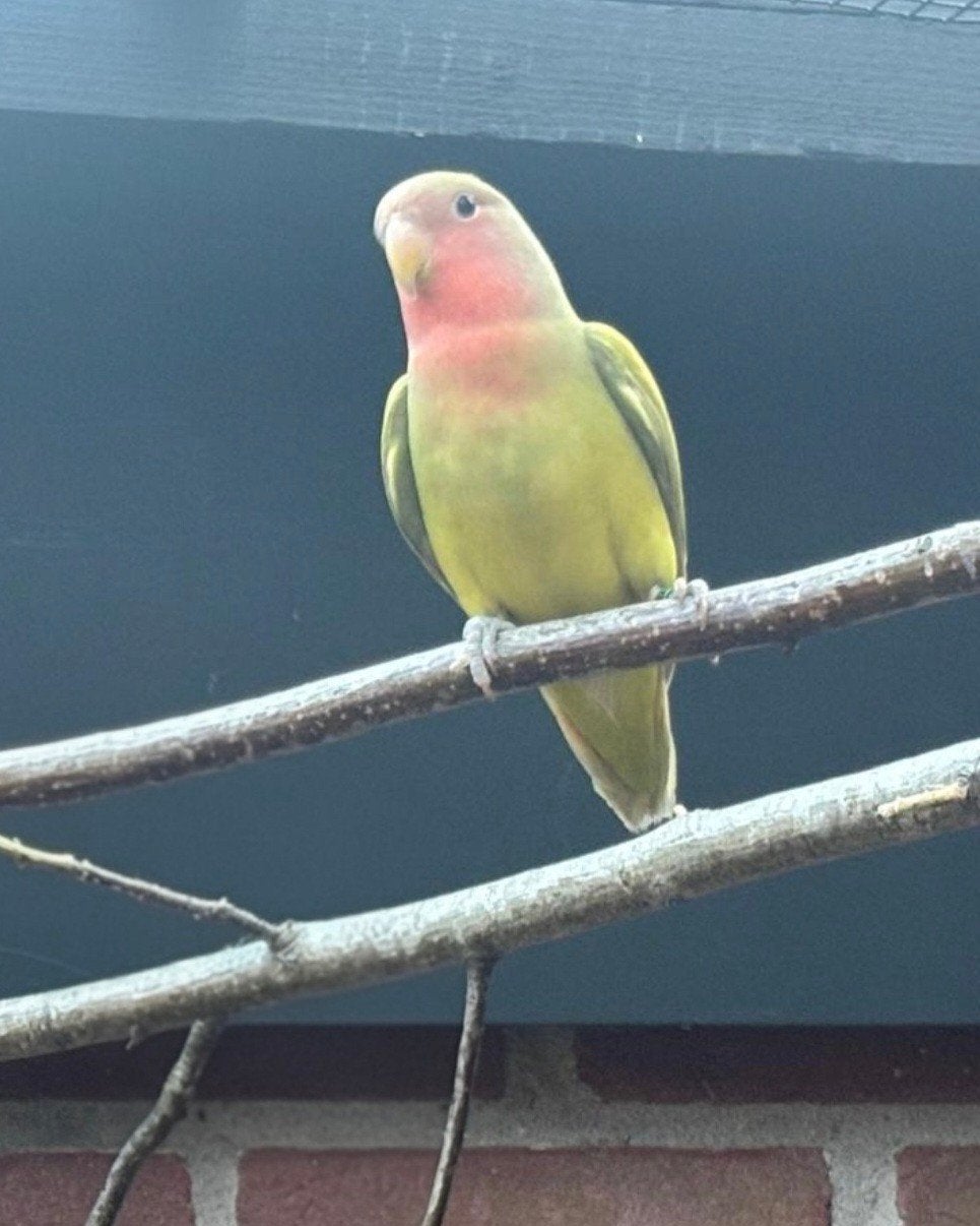 Agapornis Roseicollis pop 2026 met DNA certificaat, Dieren en Toebehoren, Vogels | Parkieten en Papegaaien, Vrouwelijk, Dwergpapegaai of Agapornis