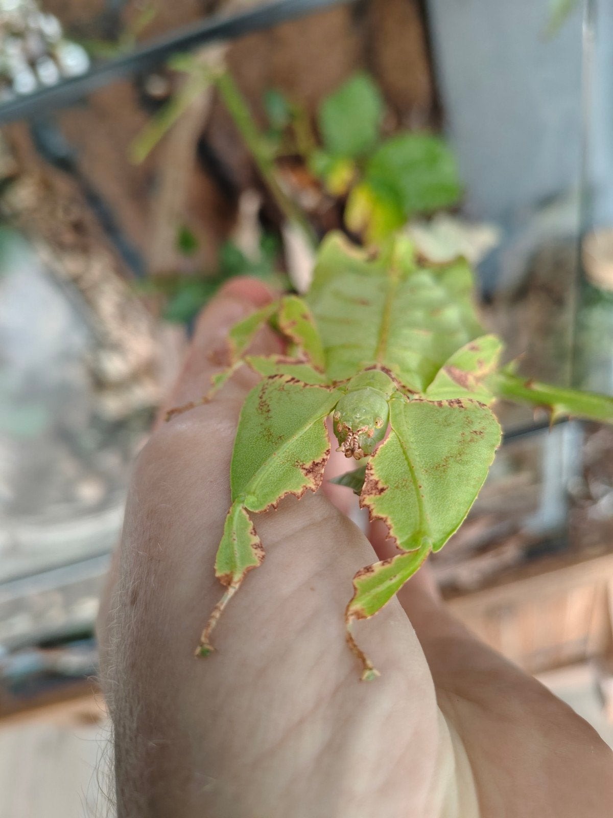 Phyllium giganteum nimfen te koop (psg 72)