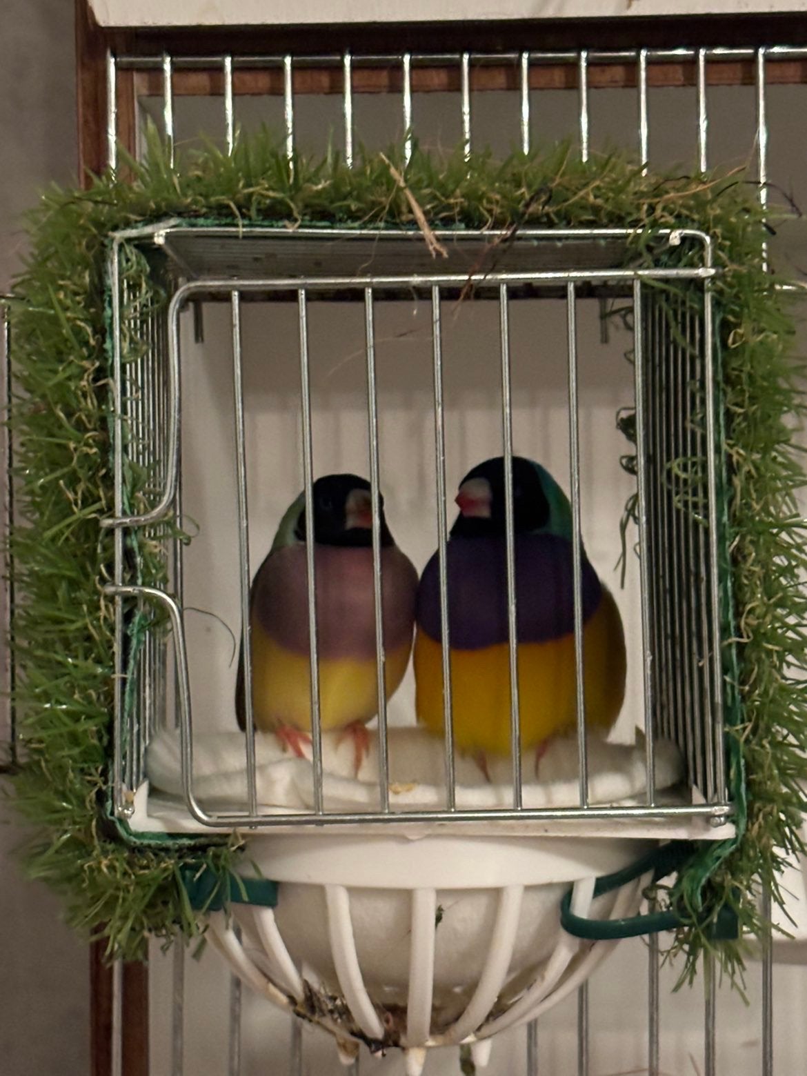 Kweek koppels, Dieren en Toebehoren, Vogels | Overige Vogels, Meerdere dieren, Tam