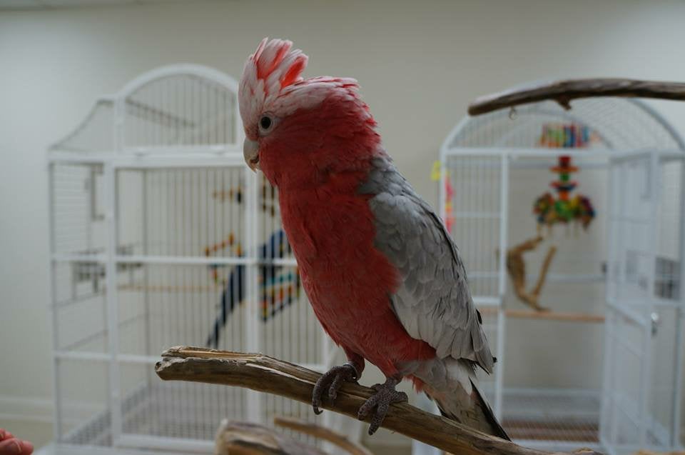 vogel hotel voor ieder soort , u vogels ook op vakantie, Ophalen of Verzenden, Nieuw, Zand en Verzorging