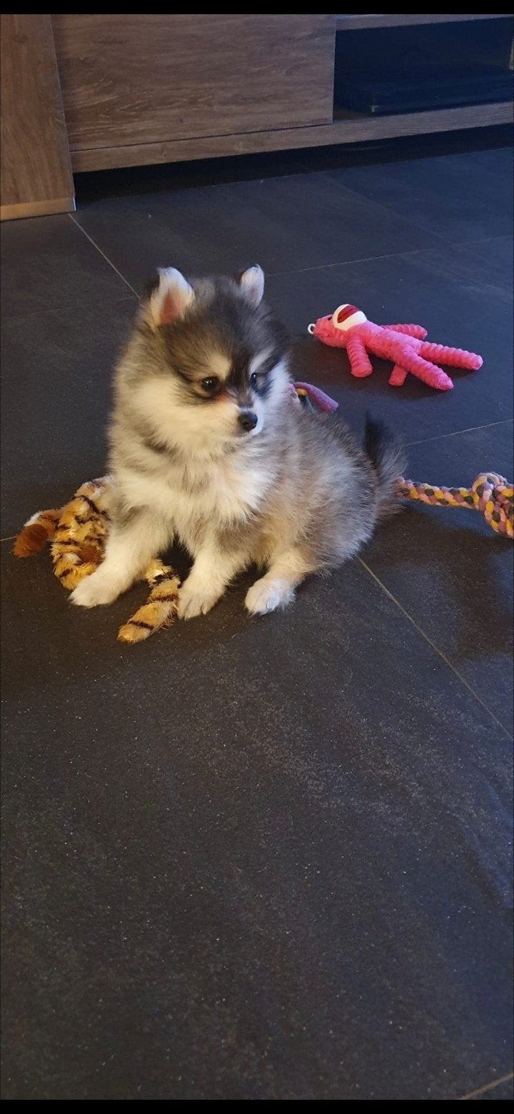pomsky Teefje wegens annulering, Dieren en Toebehoren, CDV (hondenziekte), 8 tot 15 weken, Teef, Eén hond