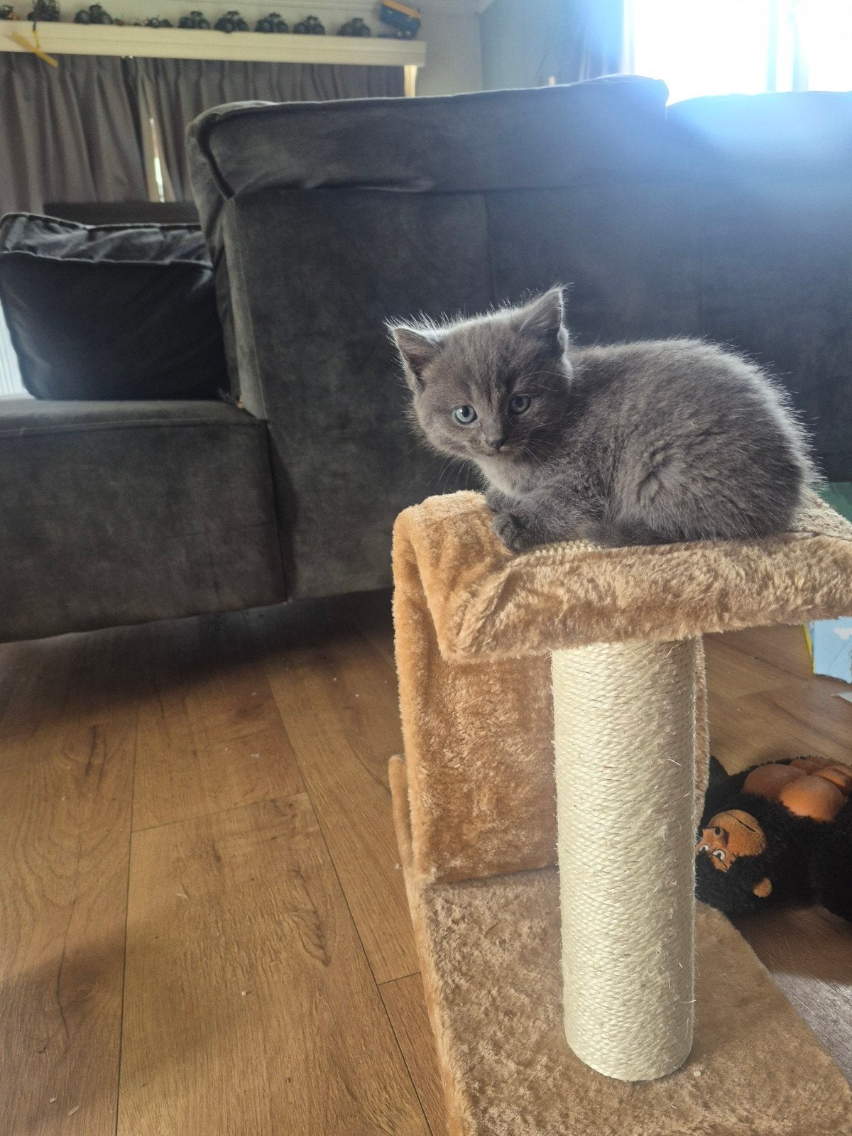 3 kittens Ragdol/Europese korthaar vrouwtjes, Poes, Ontwormd, 0 tot 2 jaar