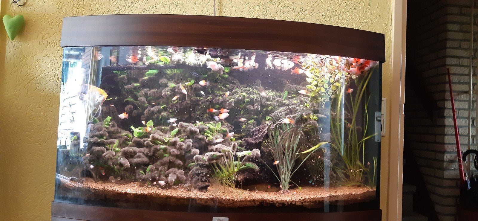 Aquarium, Dieren en Toebehoren, Ophalen, Gebruikt, Inclusief toebehoren, Gevuld zoetwateraquarium