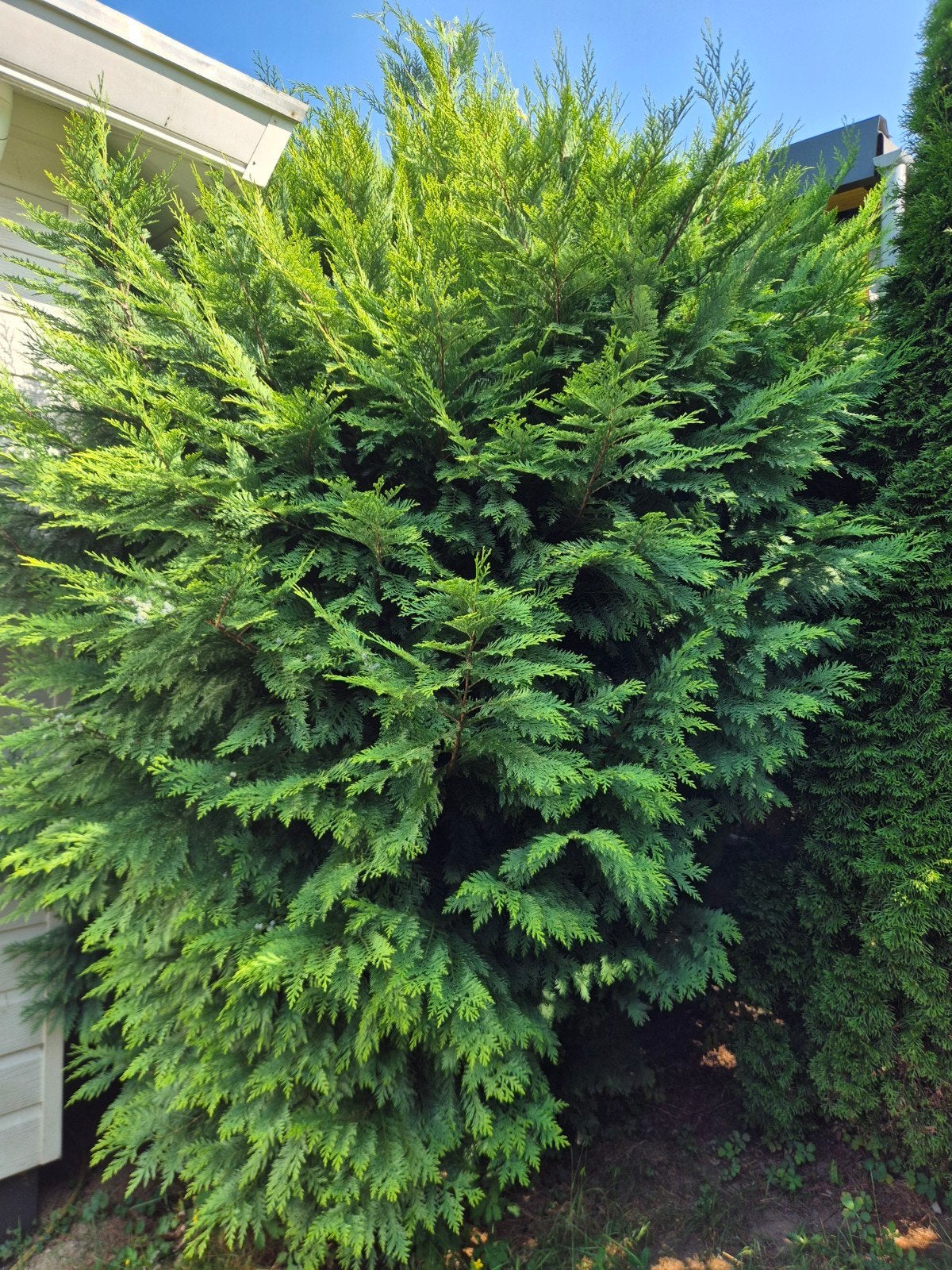 3 gratis coniferen zelf uitgraven, Tuin en Terras, Bloeit niet, Halfschaduw, 100 tot 250 cm, Overige soorten