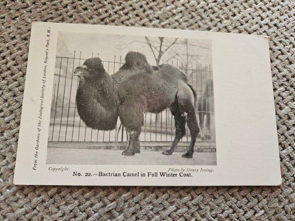 dierentuin  Bactrische kameel in wintervacht, Londen, Ophalen of Verzenden, Voor 1920, Gelopen