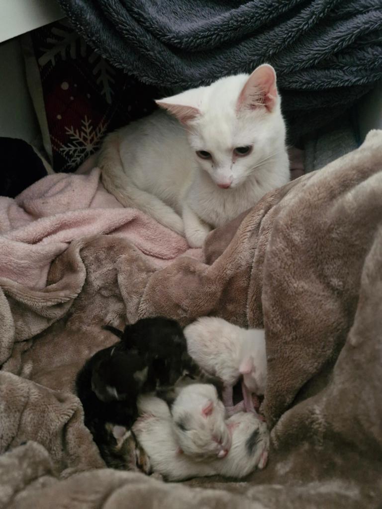 Prachtige kittens, Dieren en Toebehoren, Katten en Kittens | Overige Katten, Kortharig, Meerdere dieren, 0 tot 2 jaar