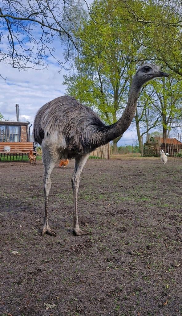 Nandoe Haan, Dieren en Toebehoren, Pluimvee, Mannelijk, Overige soorten